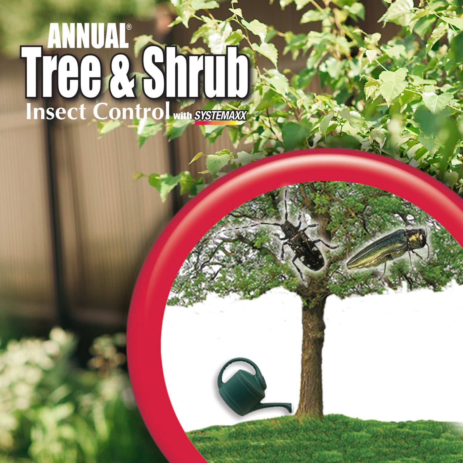 Annual Tree &amp; Shrub Insect Control