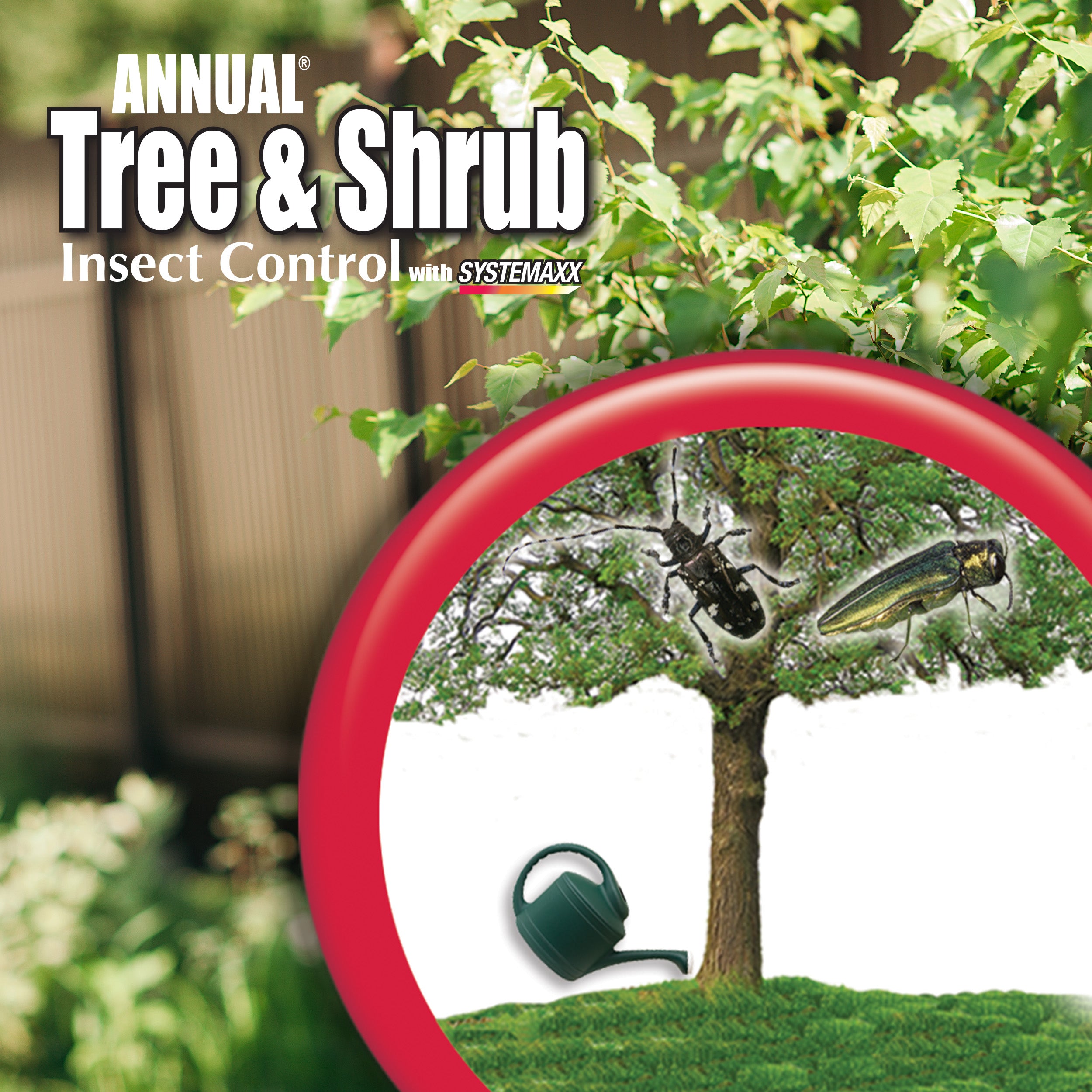 Annual Tree &amp; Shrub Insect Control