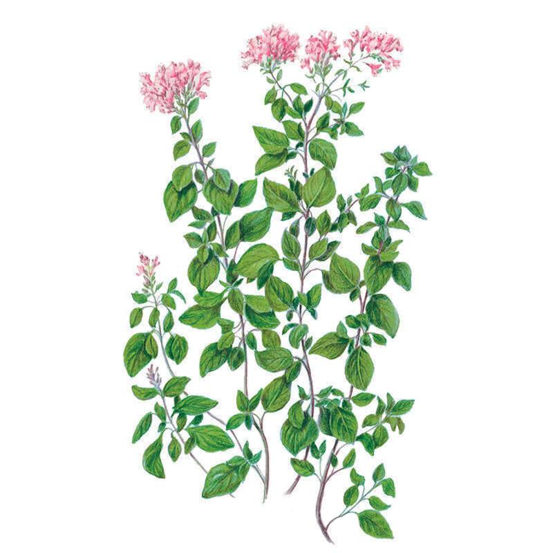 Oregano Common Seed Packet seed packet photo