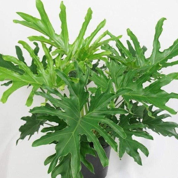 8" Philodendron Lickety Split plant photo