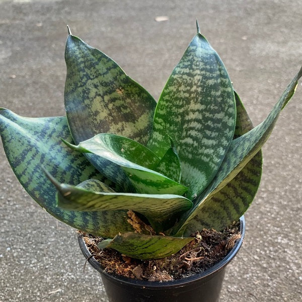 8" Sansevieria Robusta plant photo