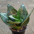 8" Sansevieria Robusta plant photo