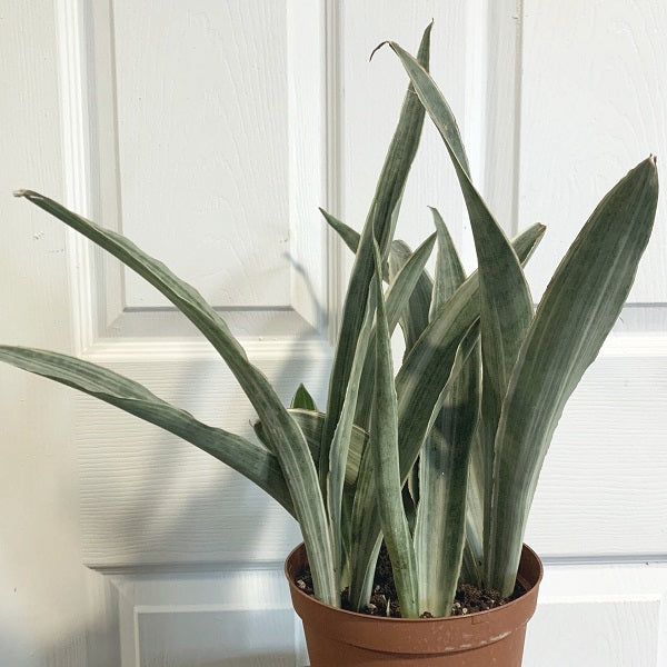14" Sansevieria Sayuri plant photo