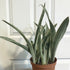 14" Sansevieria Sayuri plant photo