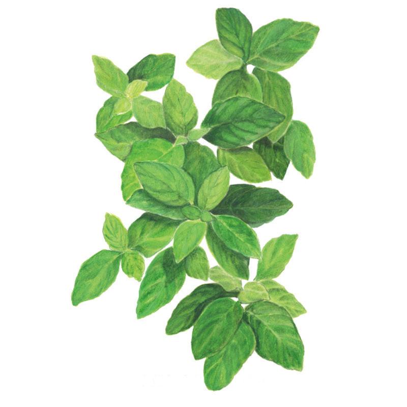 Basil Lemon Seed Packet seed packet photo
