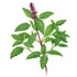 Basil Sweet Thai Seed Packet seed packet photo