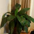 10" Spathiphyllum Sensation plant photo