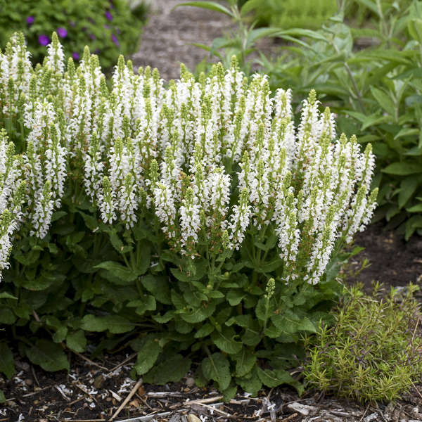 Salvia Bumblesnow 1 gal plant photo