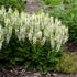 Salvia Bumblesnow 1 gal plant photo