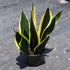 6" Sansevieria Superba Black Gold plant photo