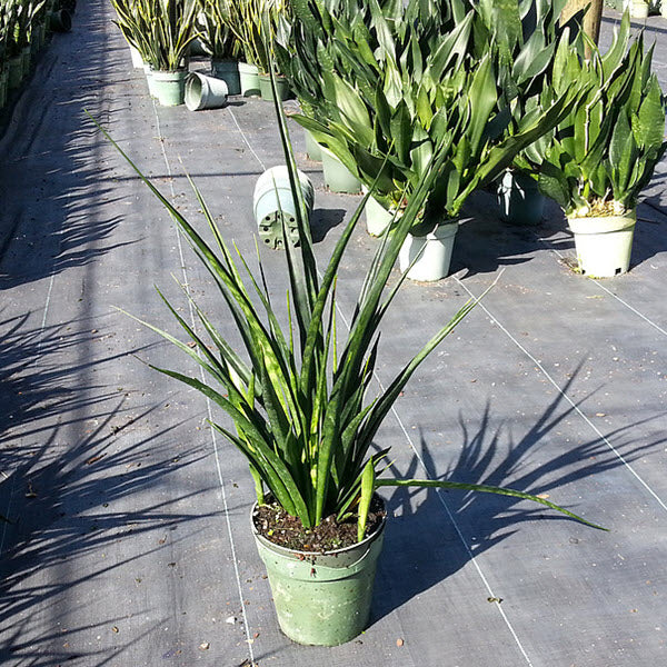 6" Sansevieria Parva plant photo