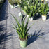 6" Sansevieria Parva plant photo