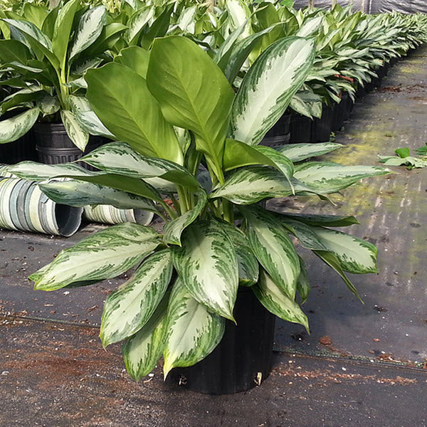 6" Aglaonema Silver Bay plant photo