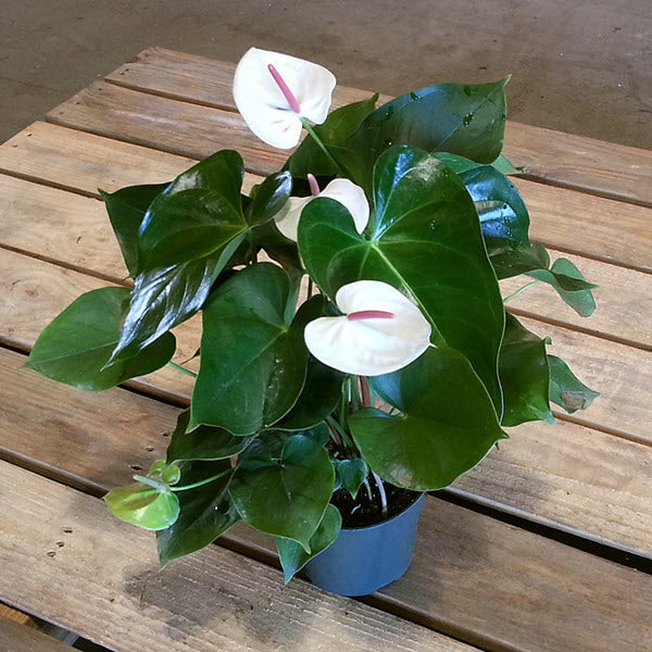 6" Anthurium White Heart plant photo