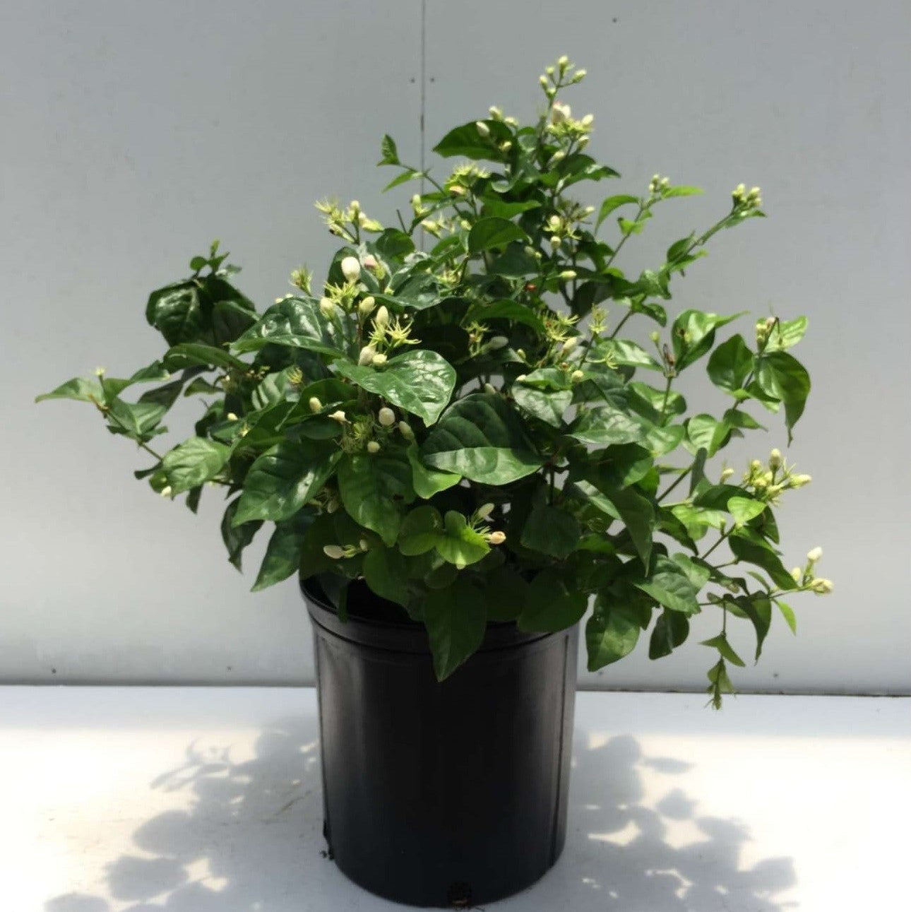 6" Jasmine Sambac plant photo