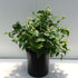 6" Jasmine Sambac plant photo