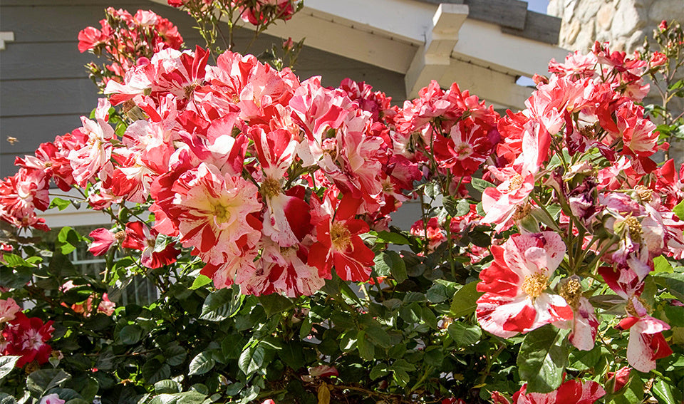Rose &