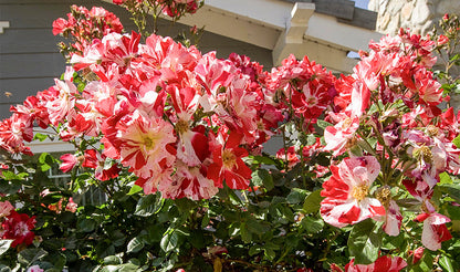 Rose &