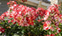 Rose &