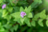 Spirea &