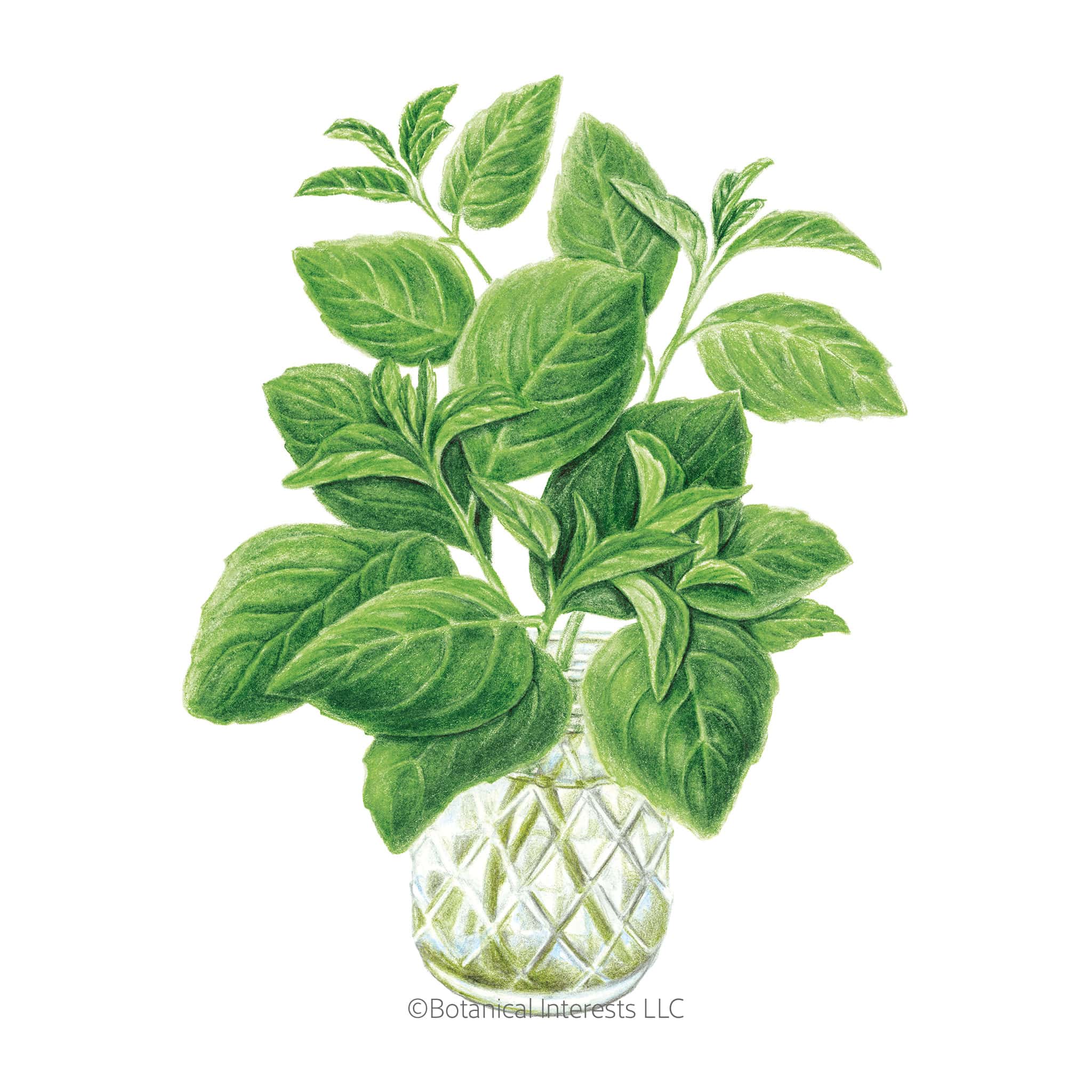 Basil Noga Seed Packet seed packet photo