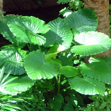 10" Alocasia Odora plant photo