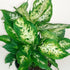 3" Dieffenbachia Compacta plant photo