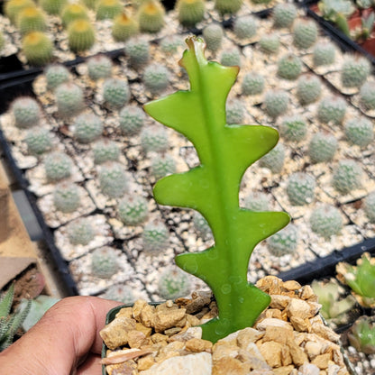 4" Cactus Fishbone plant photo