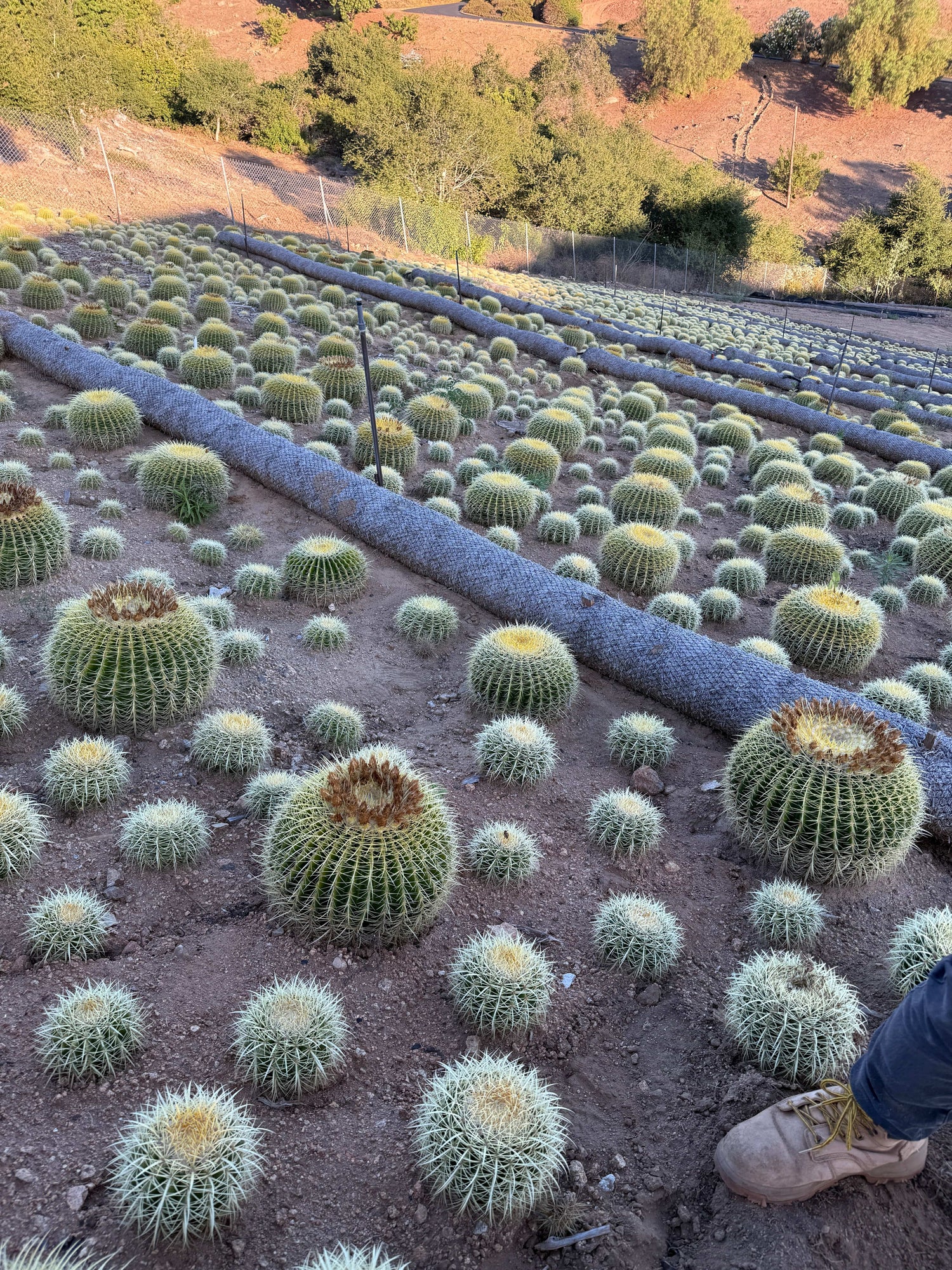 4" Cactus plant photo