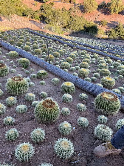 4" Cactus plant photo