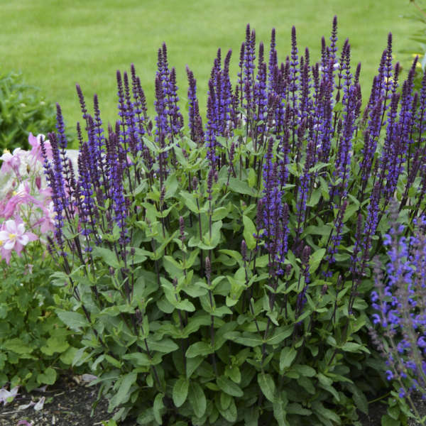 Caradonna Salvia 