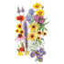 Prairie Splendor Seed Packet seed packet photo