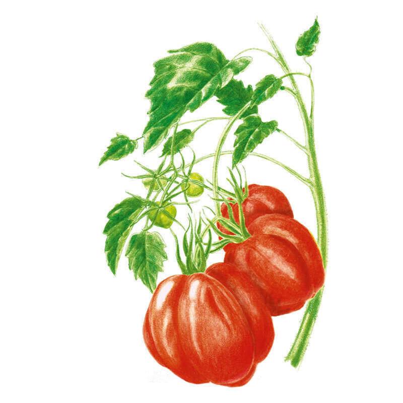 Oxheart Pole Tomato Seeds seed packet photo