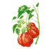 Oxheart Pole Tomato Seeds seed packet photo