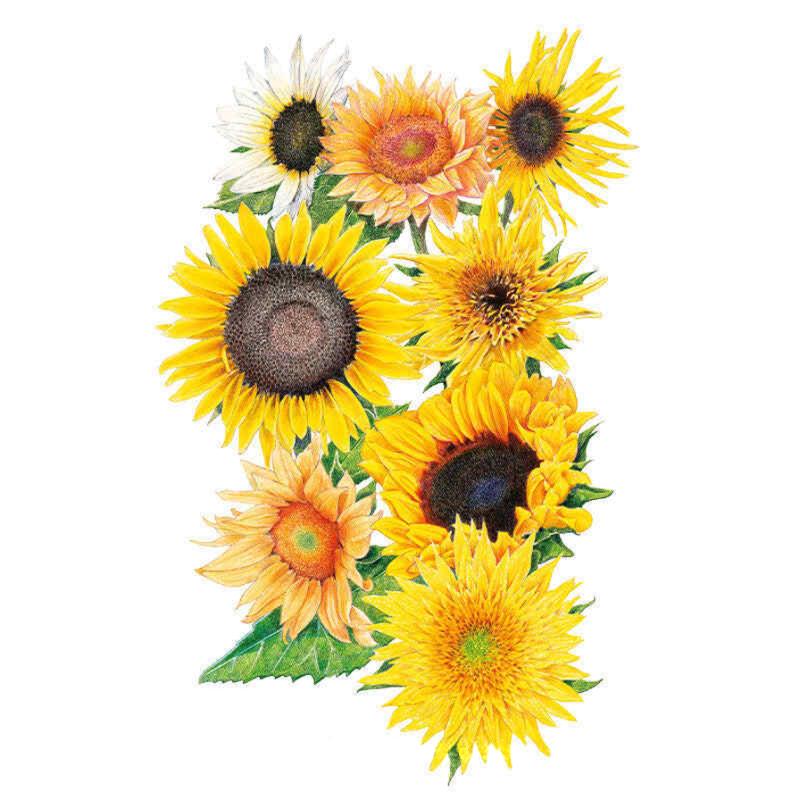 Sunflower Florists Sunny Bouquet Seed Packet seed packet photo