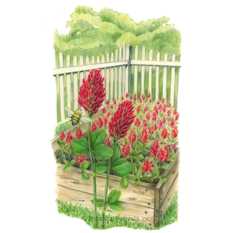 Cover crop crimson clover seed packet photo