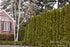 Arborvitae &