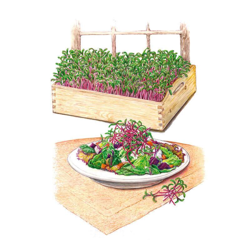 Microgreens Early Wonder seed packet photo