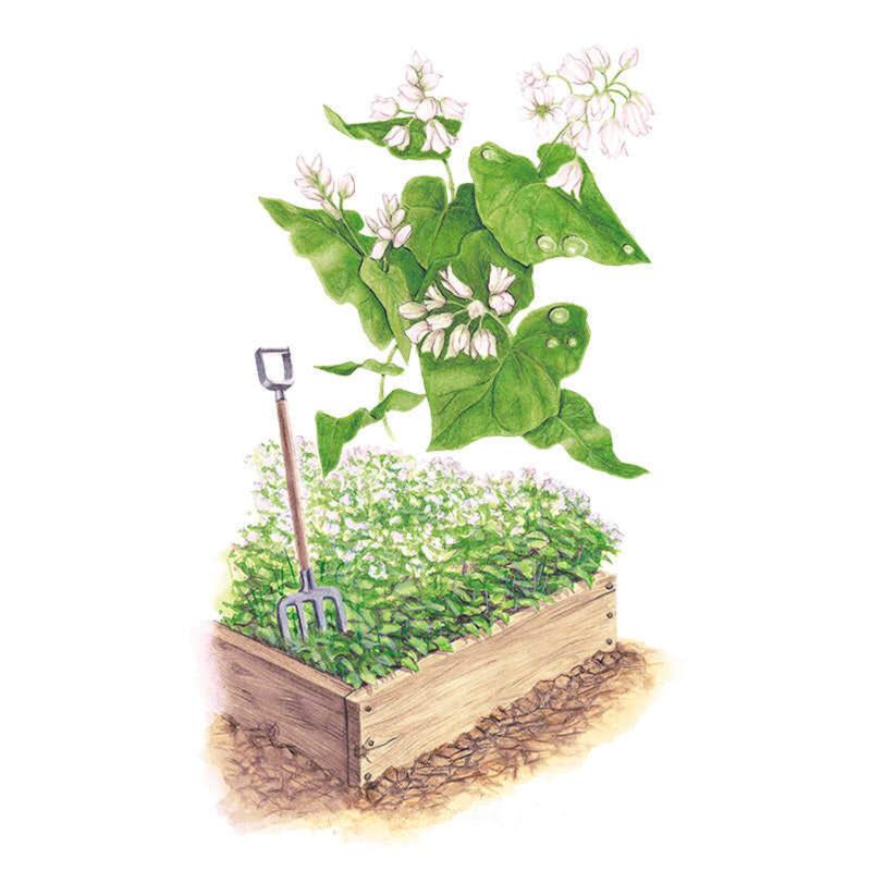 Botanical Interests Cover Crop Buckwheat Seeds 65g seed packet photo
