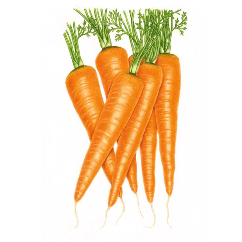 Botanical Interests Carrot Danvers 126 Seeds 3g seed packet photo