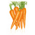 Botanical Interests Carrot Danvers 126 Seeds 3g seed packet photo