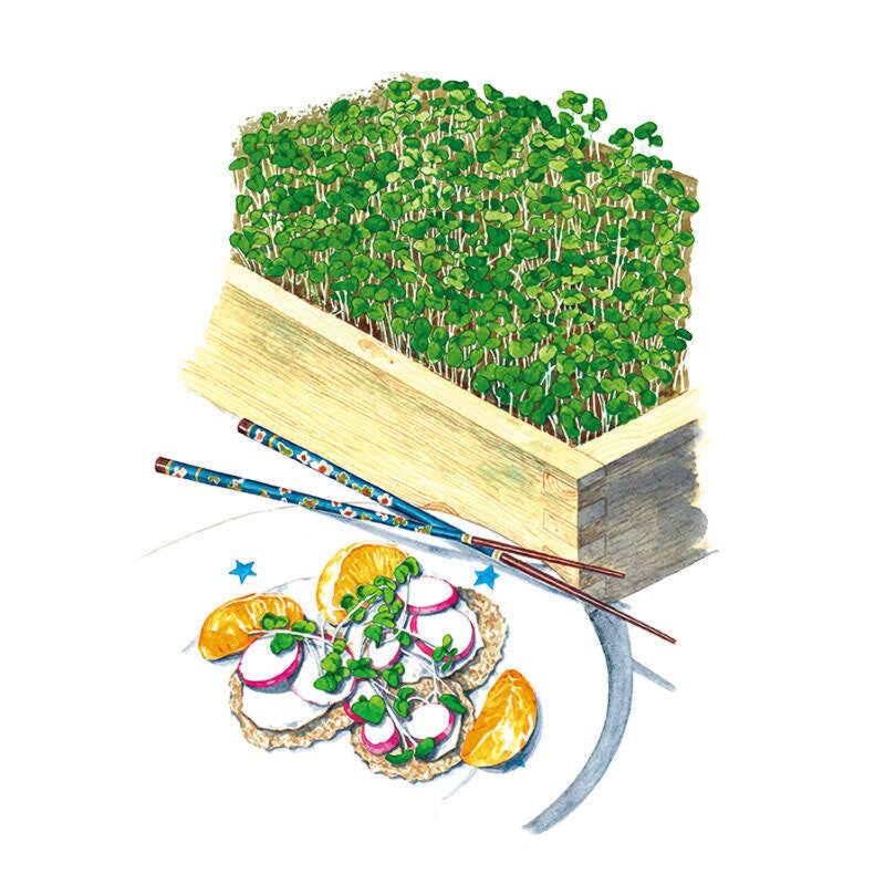 Microgreens Umami Asian Blend seed packet photo