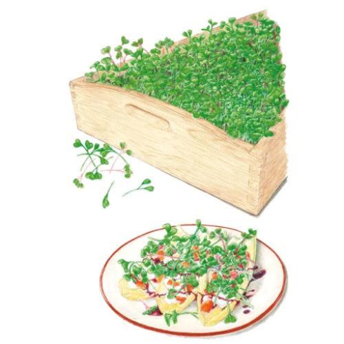 Microgreen Mellow Blend seed packet photo