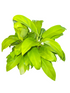 10" Philodendron Mayala Gold plant photo
