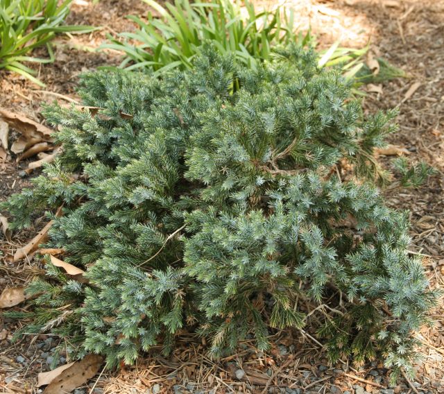 Juniper &