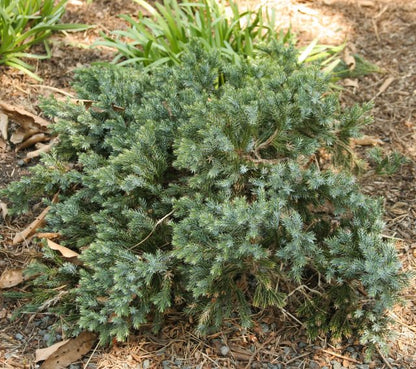 Juniper &