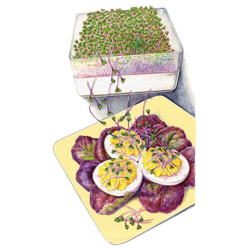 Purple Kohlrabi seed packet photo