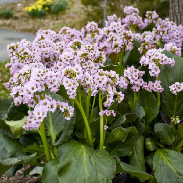 Bergenia Fairytale Romance 1 gal plant photo
