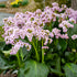 Bergenia Fairytale Romance 1 gal plant photo