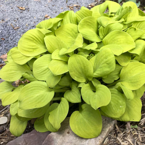 Hosta Sun Mouse 1 gal plant photo